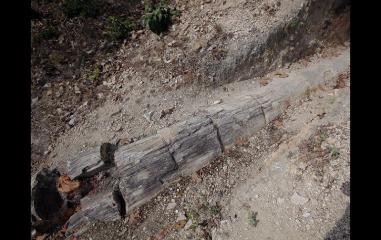 El bosque está siendo depredado actualmente, lo que podría destruir a una joya para los investigadores. EFE /