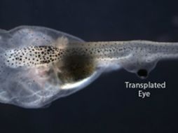 Transplantan ojos de una rana en la cola de un renacuajo, dandoles visión sin una conexión directa neural en el cerebro. ESPECIAL /