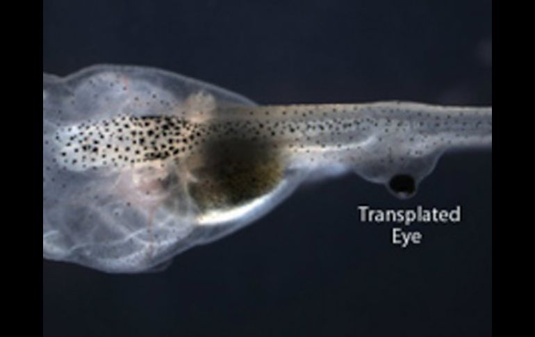 Transplantan ojos de una rana en la cola de un renacuajo, dandoles visión sin una conexión directa neural en el cerebro. ESPECIAL /