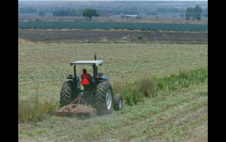 La delegación de la Sagarpa señaló que en 2011 se apoyó en Jalisco a 296 productores. ARCHIVO /