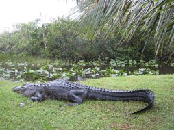 Los fósiles son partes de cráneos de dos especies hasta ahora desconocidas de caimanes, parientes de los aligatores americanos. ARCHIVO /