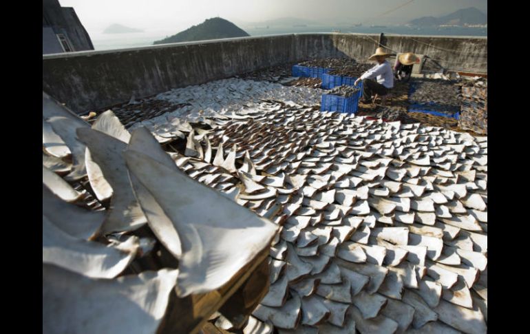 Tiburones y rayas son muy apreciadas en países como China, Tailandia o Vietnam por sus aletas. ARCHIVO /