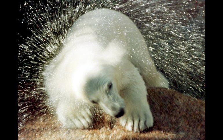 El oso polar ve amenazada su supervivencia con la disminución de los casquetes polares. REUTERS /