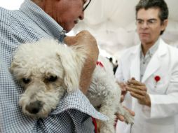 Con las inyecciones se pretenden evitar contagios de rabia entre las mascotas. ARCHIVO /