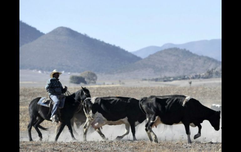 El sector prepara plan para posicionar a nivel nacional el campo, en el tema de los granos, carne, leche y huevos. ARCHIVO /