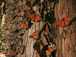 En la reducción de mariposas monarcas intervienen sequías, incendios forestales, y escasez de plantas. ARCHIVO /