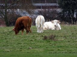 El delito de robo de animales es también conocido como abigeato. ARCHIVO /