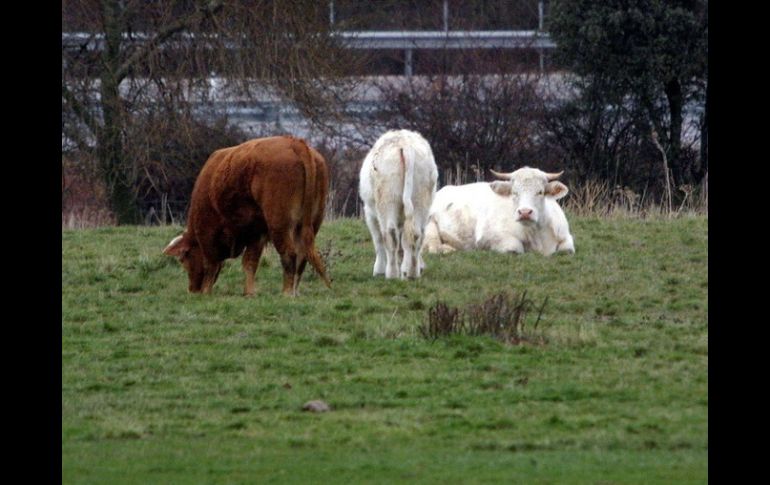 El delito de robo de animales es también conocido como abigeato. ARCHIVO /