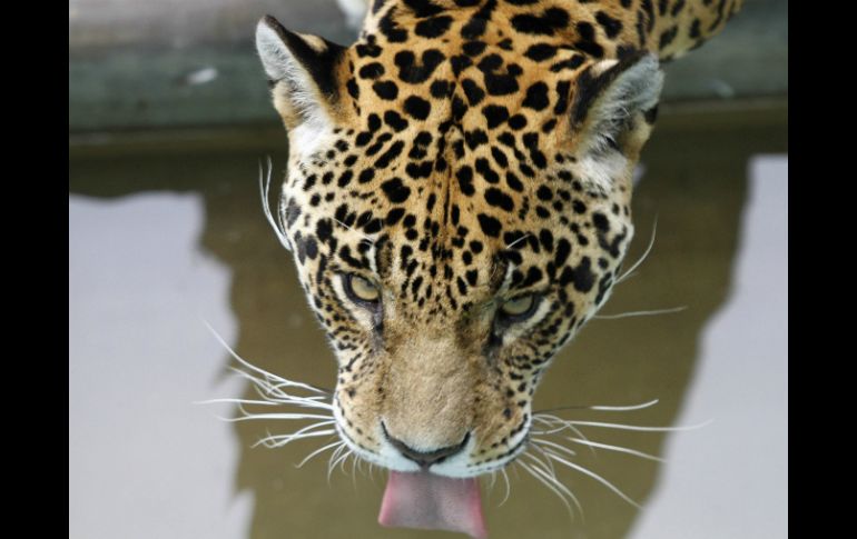 El felino fue trasladado a las instalaciones del Centro para la Conservación e Investigación de la Vida Silvestre. ARCHIVO /