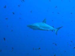 Las playas de Australia Occidental están entre las más peligrosas por la frecuencia de los ataques de tiburones. ARCHIVO /