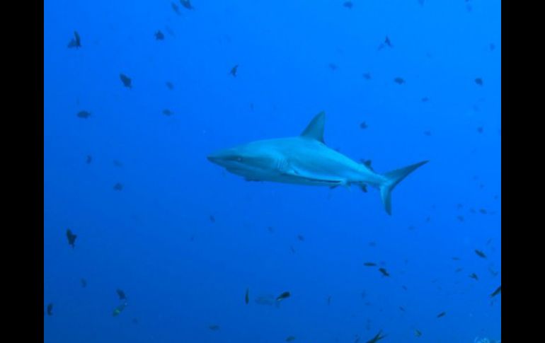 Las playas de Australia Occidental están entre las más peligrosas por la frecuencia de los ataques de tiburones. ARCHIVO /