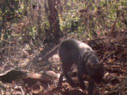 El ayuntamiento dice que en un documento previo no se había incluido la existencia del jaguarundi. ESPECIAL /