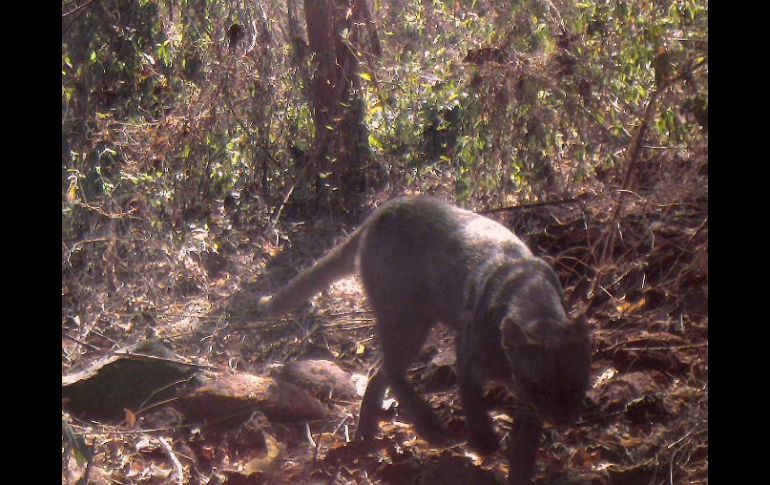 El ayuntamiento dice que en un documento previo no se había incluido la existencia del jaguarundi. ESPECIAL /