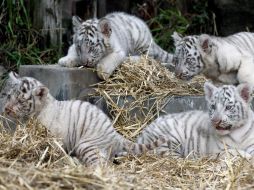 Cuatro bellas crías de tigra de Bengala blanco, que se suman a la esperanza de supervivencia de la especie. AP /