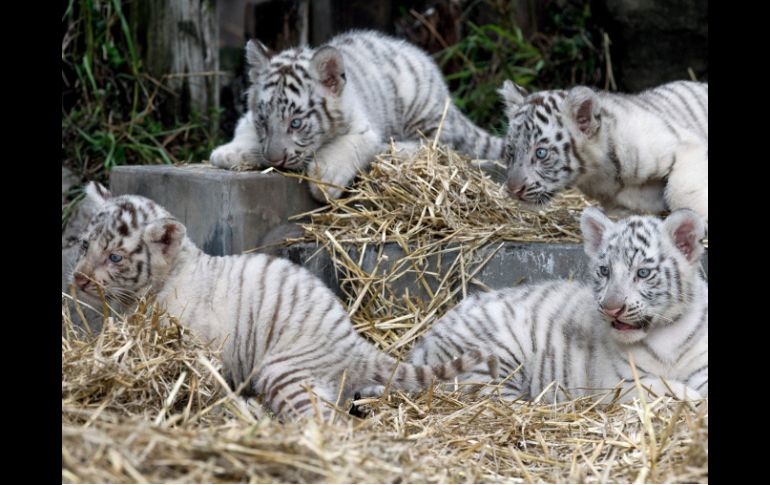 Cuatro bellas crías de tigra de Bengala blanco, que se suman a la esperanza de supervivencia de la especie. AP /