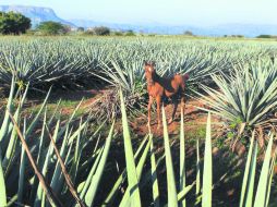 Postal agavera. Las visitas a las casas tequileras pueden ir desde un recorrido con explicación, hasta cata y exhibición de jima. EL INFORMADOR /