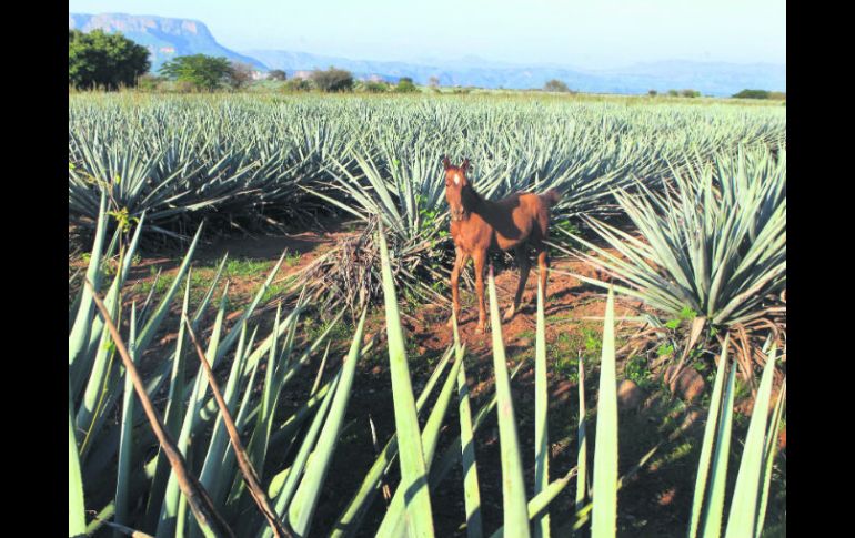 Postal agavera. Las visitas a las casas tequileras pueden ir desde un recorrido con explicación, hasta cata y exhibición de jima. EL INFORMADOR /