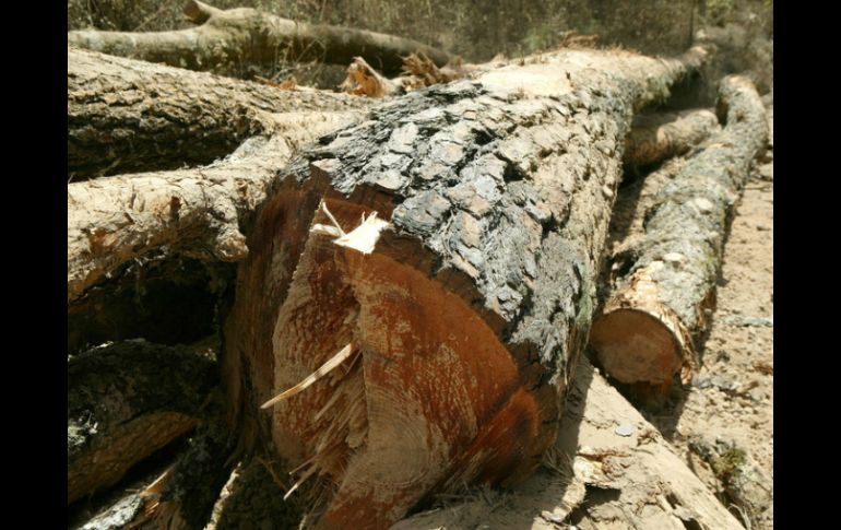 La ganadería es una de las actividades económicas responsables de la expansión de la tala ilegal en la selva amazónica brasileña. ARCHIVO /