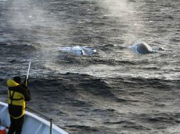 Un científico tomando muestras para biopsias de ballena azul, a bordo del barco Amaltal Explorer. EFE /