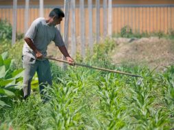 Los recursos son para ayudar a los productores afectados por la sequía durante el 2012. ARCHIVO /