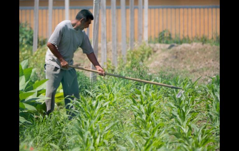 Los recursos son para ayudar a los productores afectados por la sequía durante el 2012. ARCHIVO /