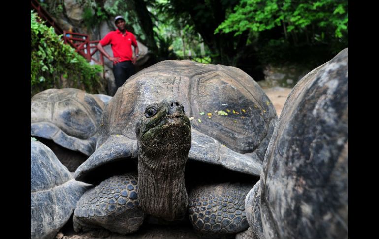 El archipiélago de Galápagos debe su nombre a las grandes tortugas que lo habitan. AFP /