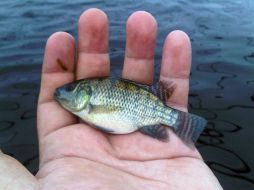 Esta especie se caracteriza por su rápido crecimiento, además de alimentarse de plantas. ESPECIAL ID  /