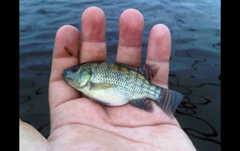 Esta especie se caracteriza por su rápido crecimiento, además de alimentarse de plantas. ESPECIAL ID  /