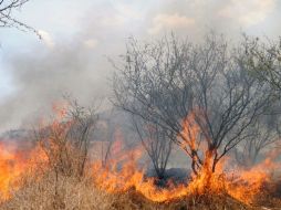 La declaratoria se publica luego de los incendios forestales del 25 de marzo de 2013. ARCHIVO /