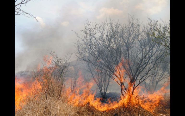 La declaratoria se publica luego de los incendios forestales del 25 de marzo de 2013. ARCHIVO /