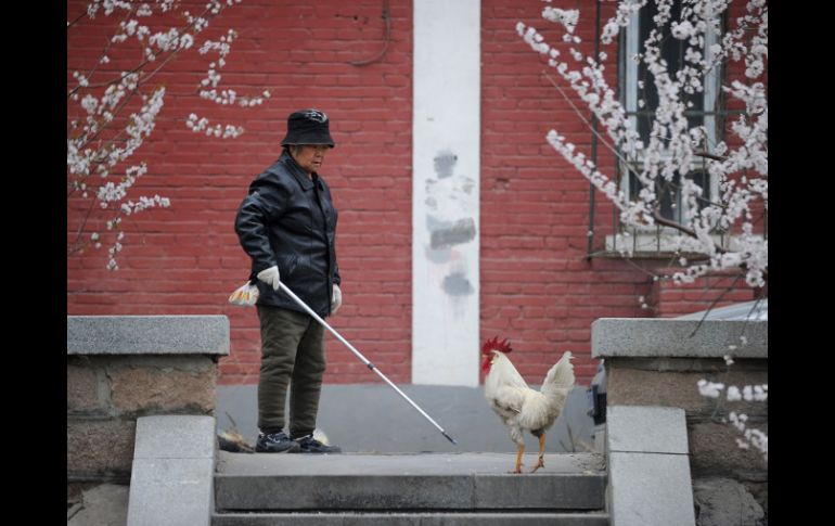 Una mujer china ahuyenta a un pollo de su jardín, en la provincia de Zhejiang. AFP /