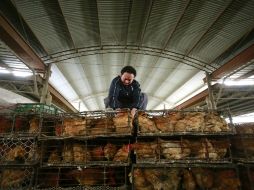 Un trabajador arregla contenedores de pollos para una tienda. AP /