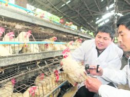 ESTUDIO. Especialistas en salud animal vacunan a una gallina contra el virus de la gripe aviar. EFE /