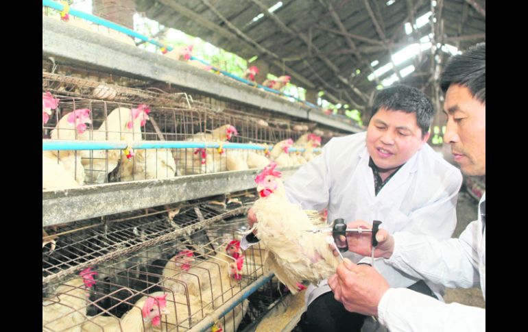 ESTUDIO. Especialistas en salud animal vacunan a una gallina contra el virus de la gripe aviar. EFE /