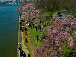 Miles de cerezos en flor bordean el Tidal Bassin, en el corazón de Washington. AFP /