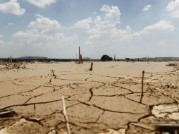 Gerardo Sánchez dice que los pastos están secos y las hembras de los animales han empezado a abortar por la falta de agua. ARCHIVO /