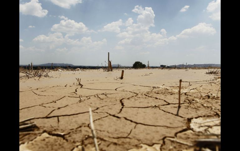 Gerardo Sánchez dice que los pastos están secos y las hembras de los animales han empezado a abortar por la falta de agua. ARCHIVO /