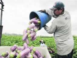 El campo es el principal destino de los migrantes procedentes de América Latina. La propuesta de reforma contempla a este sector. AP /