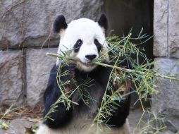 Lin Ping es el primer panda nacido en Tailandia, concebida además por inseminación artificial. ARCHIVO /