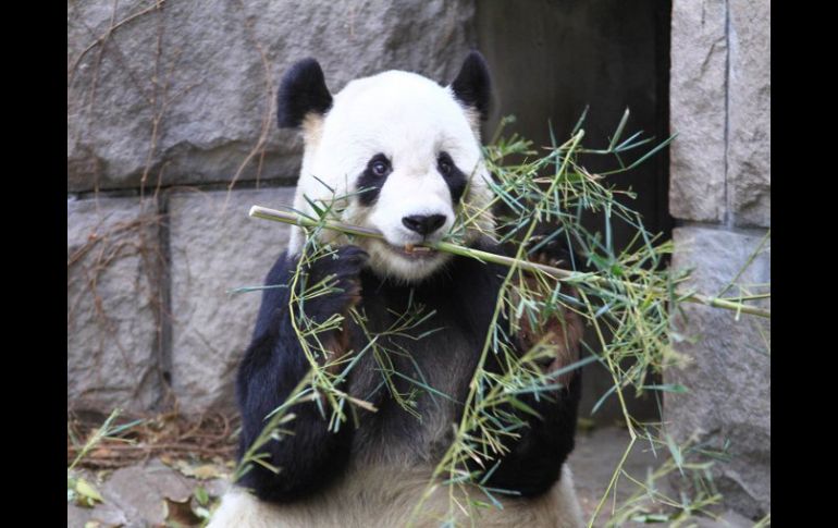 Lin Ping es el primer panda nacido en Tailandia, concebida además por inseminación artificial. ARCHIVO /