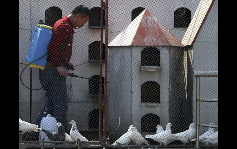 El sector de sanidad animal ha intensificado las investigaciones sobre las posibles fuentes y reservorios del virus. EFE /