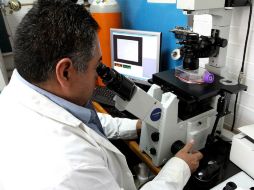 México es pionero en el uso de la biotecnología, pues lo utiliza desde hace 30 años. ARCHIVO /