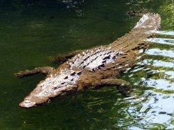 Cocodrilo del Orinoco, especie actualmente amenazada y originaria del área. ARCHIVO /