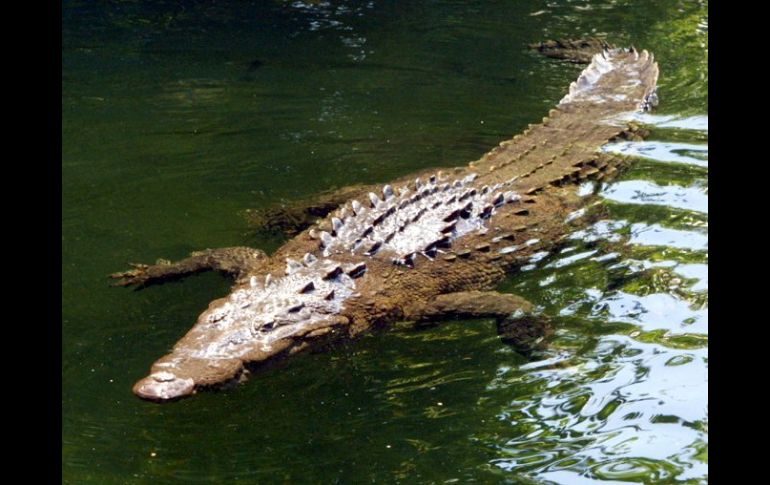 Cocodrilo del Orinoco, especie actualmente amenazada y originaria del área. ARCHIVO /