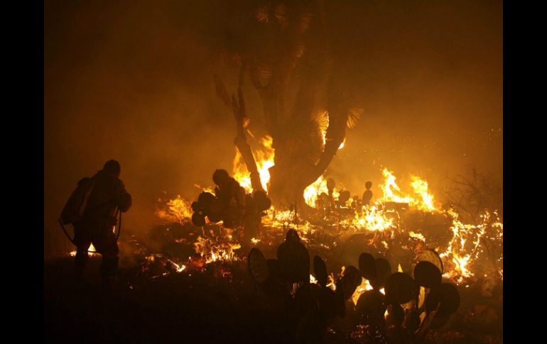 En lo que va de la temporada se han registrado 328 incendios los cuales han consumido dos mil 767 hectáreas de bosque. NTX /