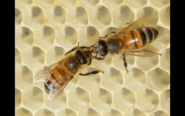 El contenido de tiametoxam en los pesticidas resulta fatal para las abejas. ARCHIVO /