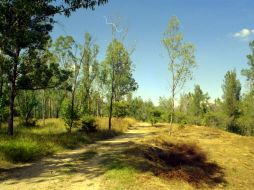 Bosque El Centinela. Dos policías se encargaban de cuidar más de 107 hectáreas. ARCHIVO /