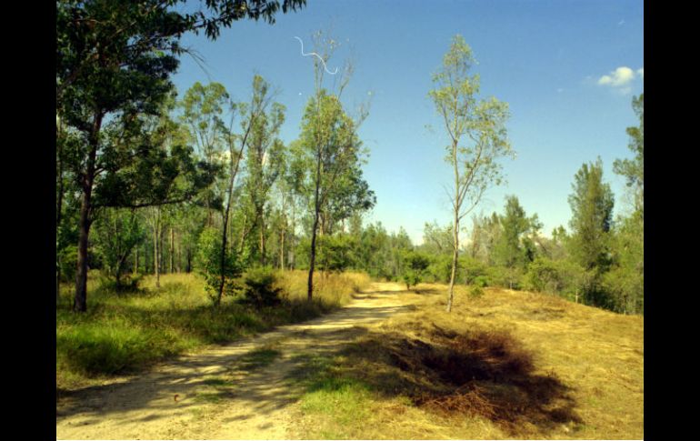 Bosque El Centinela. Dos policías se encargaban de cuidar más de 107 hectáreas. ARCHIVO /