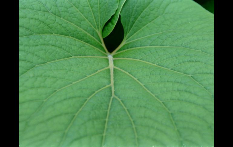 El proceso convierte el 30% de la celulosa de materiales vegetales en una especie de almidón, una rica fuente de fibra. ARCHIVO /