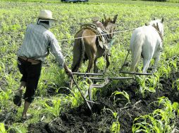 La agricultura en los estados fue dañada por fuertes heladas. ARCHIVO /